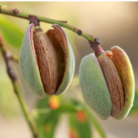 Almonds Mylk Grade (Organic, Unpasteurized)