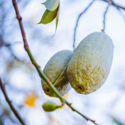 Baobab Powder (Organic)