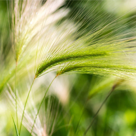 Barley Grass Juice Powder (Organic)