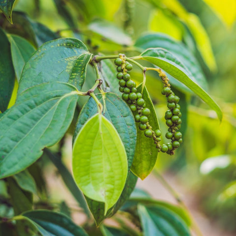 Ground Black Pepper (Organic)