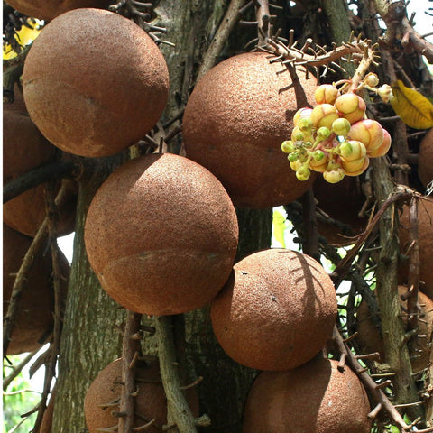 Brazil Nuts (Organic)