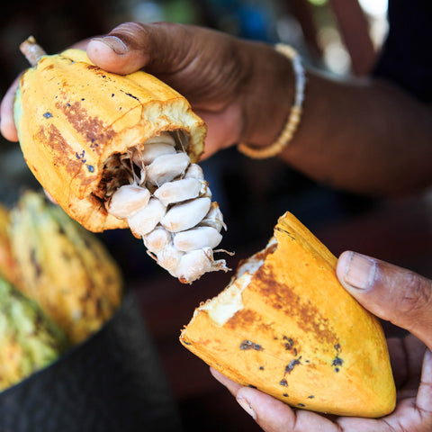 Cacao Beans (Organic, Unpeeled)