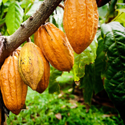 Cacao Nibs (Organic, Sweet)