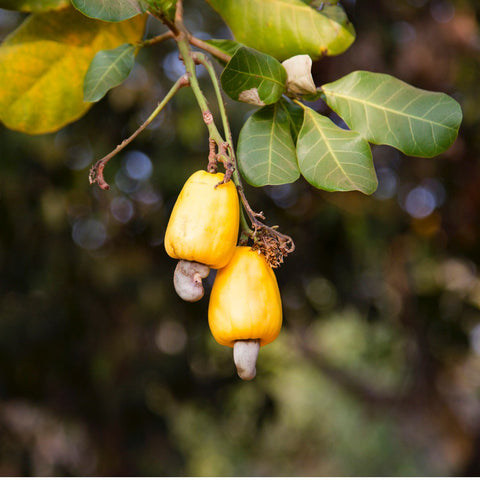 Cashews Mylk Grade (Organic, Splits)