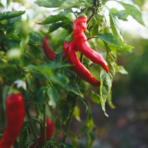 Cayenne Pepper (Organic)