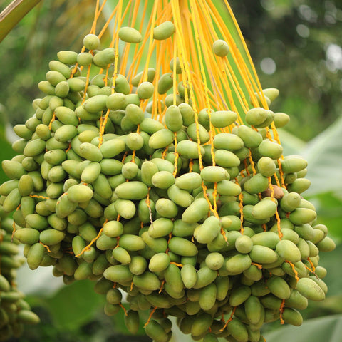 Medjool Dates (Organic, Pitted)