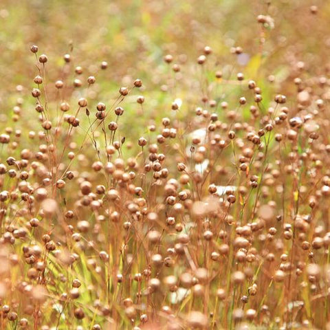 Flax Seeds (Organic, Ground)