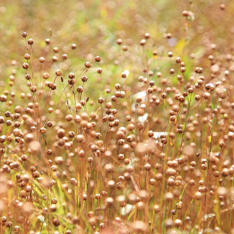 Flax Seeds (Organic, Golden)