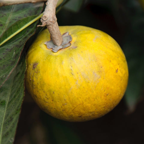 Lucuma Powder (Organic)