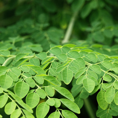 Moringa Leaf Powder (Organic)