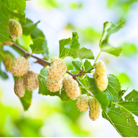 Mulberries - White Sun-Dried (Organic)