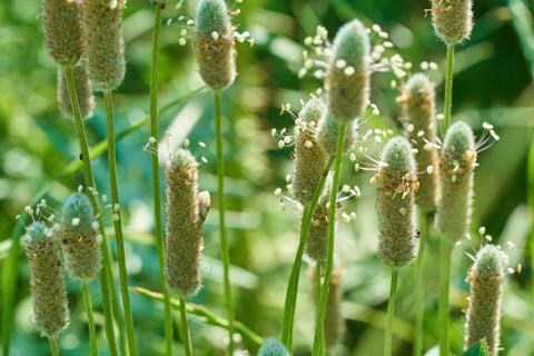 Psyllium Husk Powder (Organic)