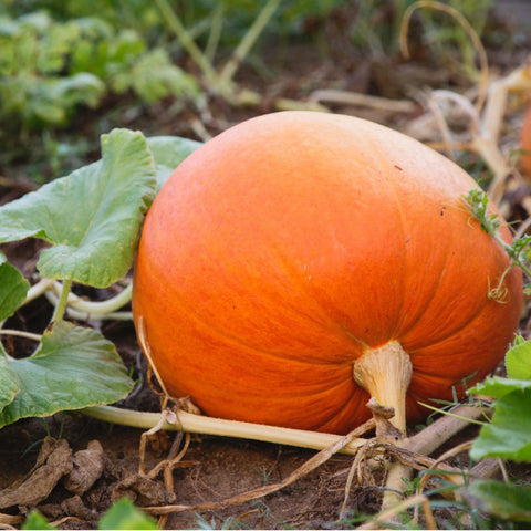 Pumpkin Seeds (Organic)