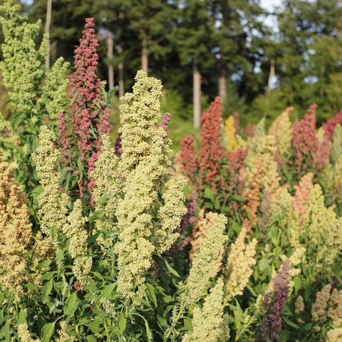 White Quinoa (Organic)