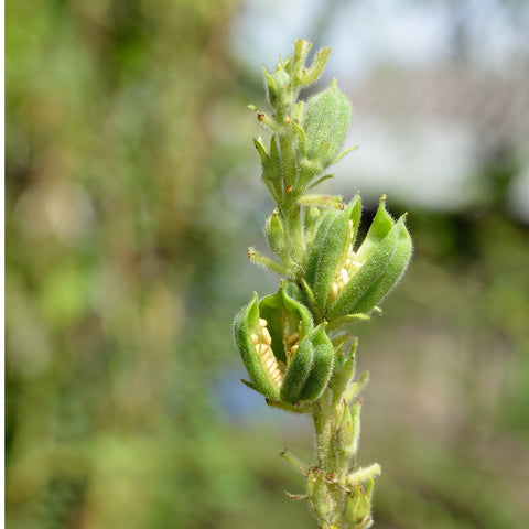 Sesame Seeds (Organic, Unhulled)