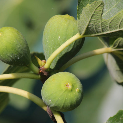 Turkish Figs (Organic, Smyrna)