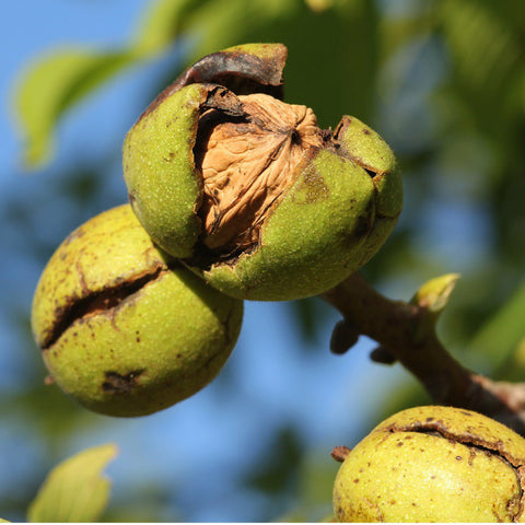 Walnuts Large Halves & Pieces (Organic)