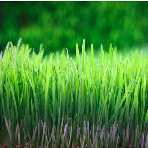 Wheatgrass Juice Powder (Organic)