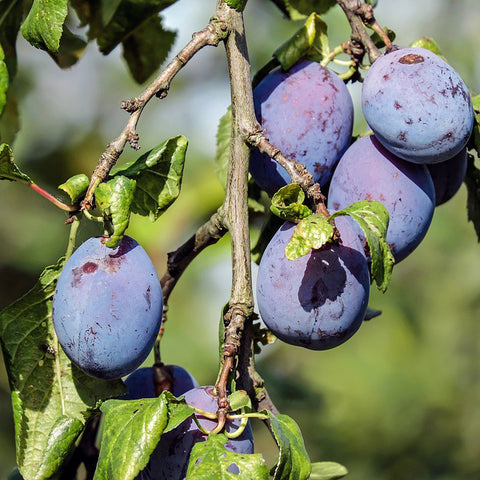 Pitted Prunes (Organic)